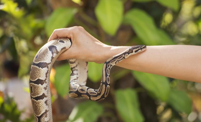 Que faut-il faire si on est mordu par un serpent ? - L'Avenir